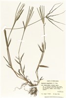 藏品(馬唐)的圖片